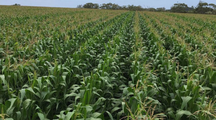 Farming in Rwanda: The Untapped Business That Can Make You Rich